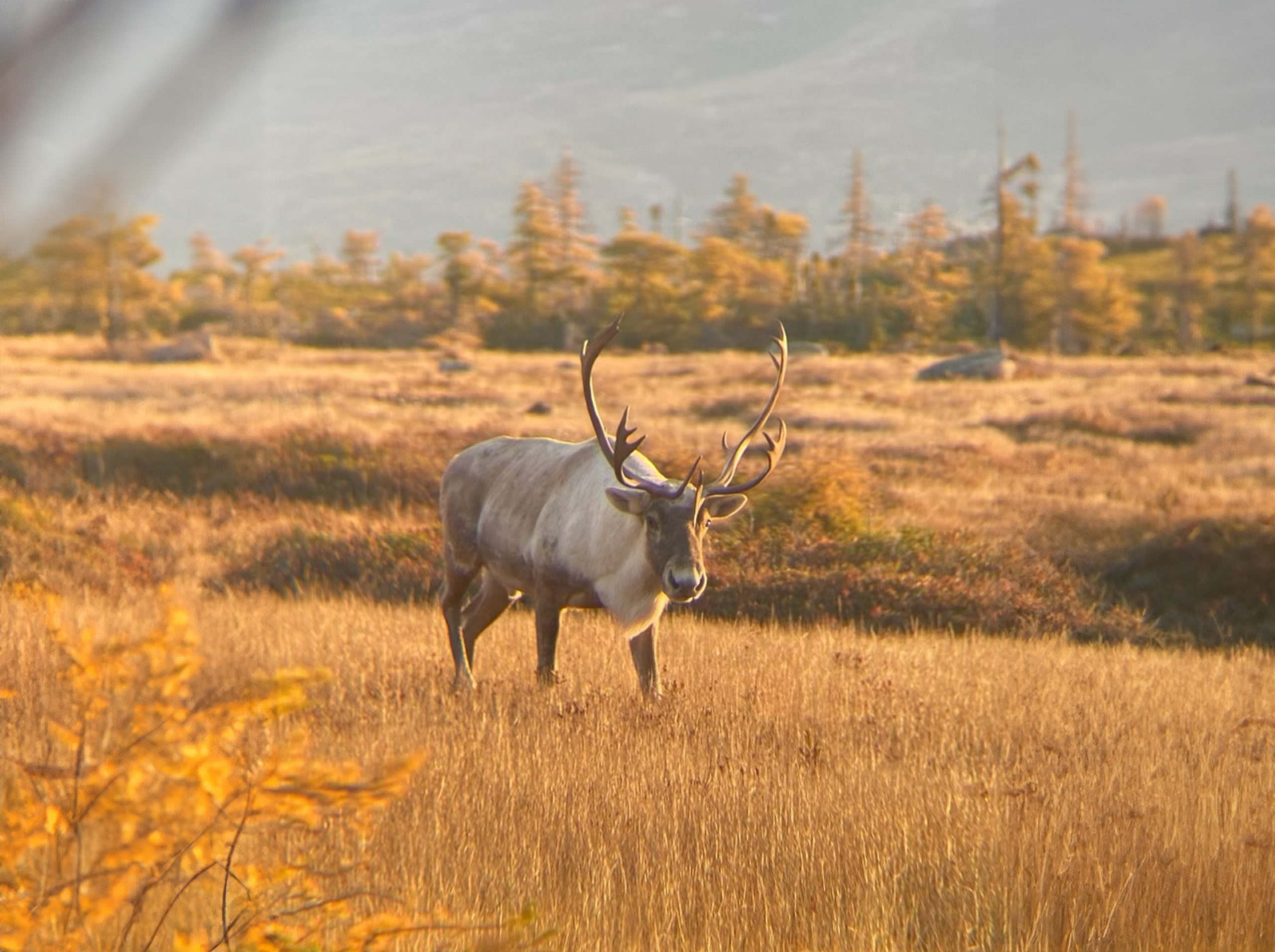 SPOT AND STALK  WOODLAND CARIBOU